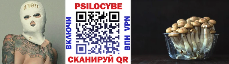 купить наркоту  Нововоронеж  Псилоцибиновые грибы Cubensis 